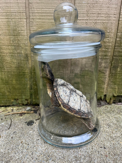 “Neglected” Mummified Snapping Turtle