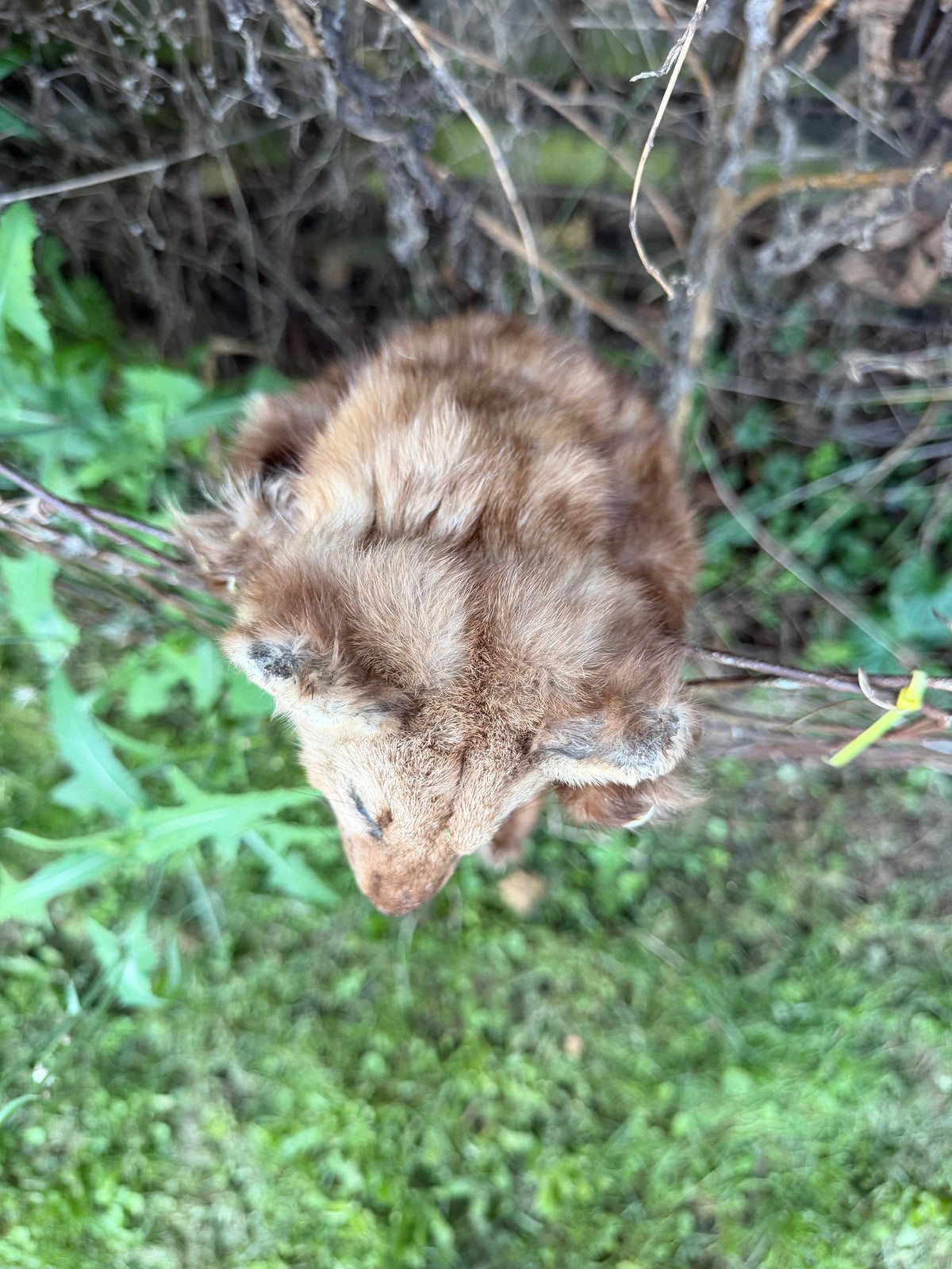 Pine Marten Soft Mount