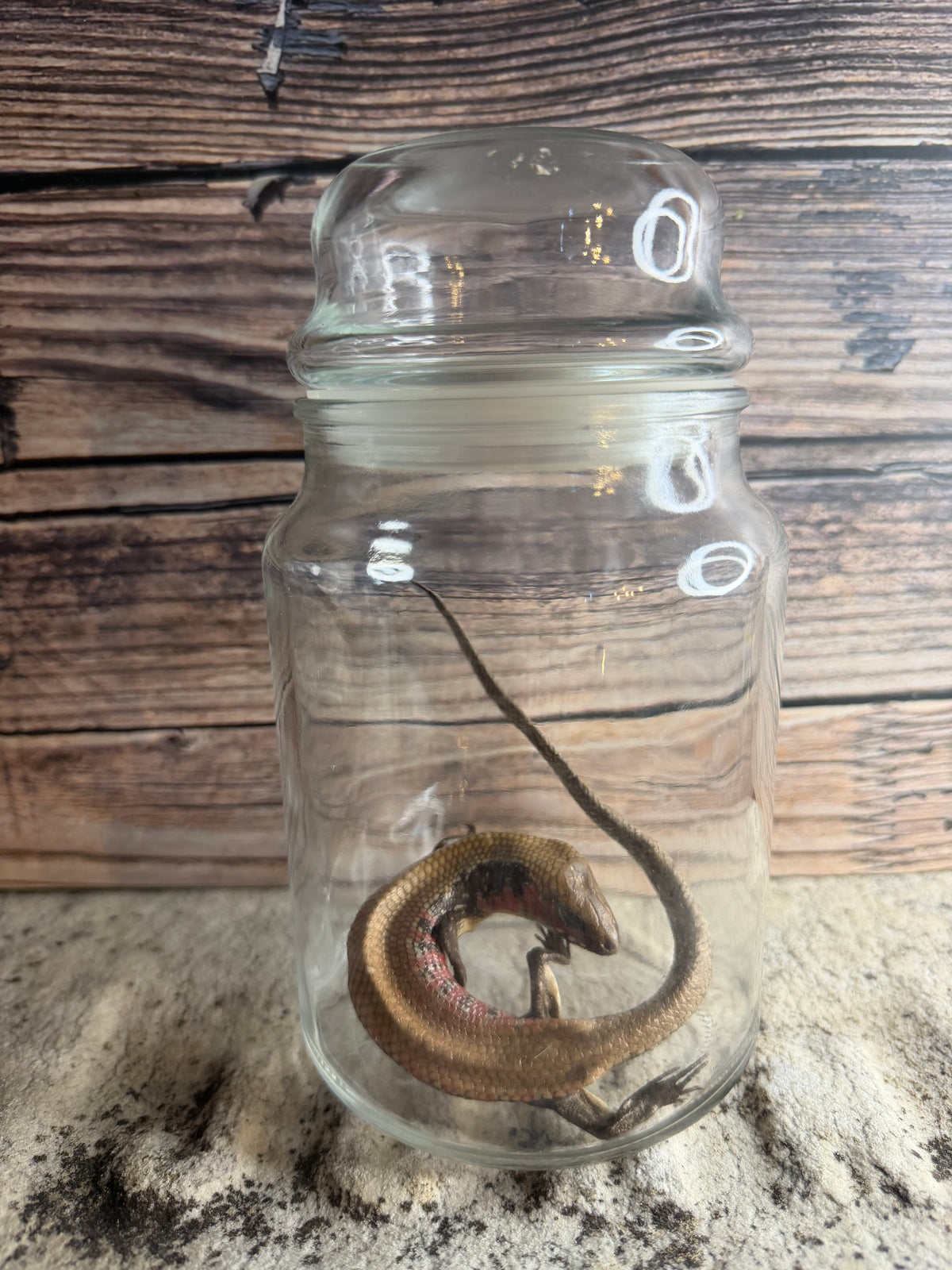 Dry Preserved Skink Lizard