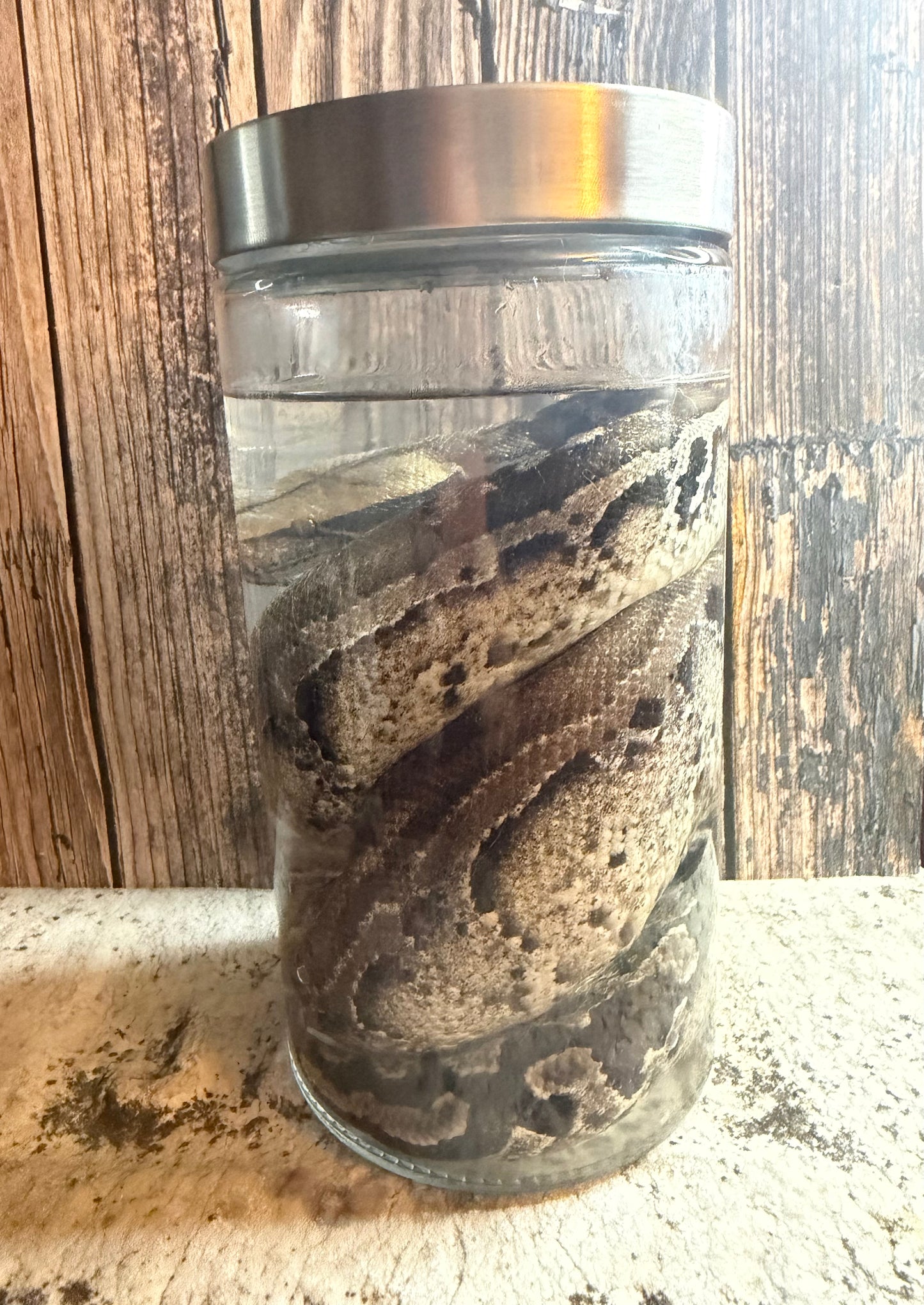 Blood Python Wet Specimen