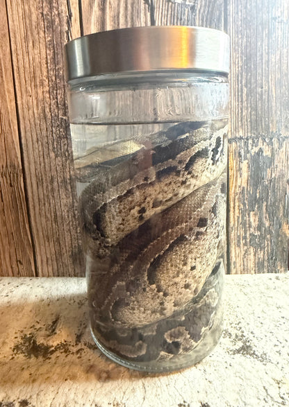 Blood Python Wet Specimen