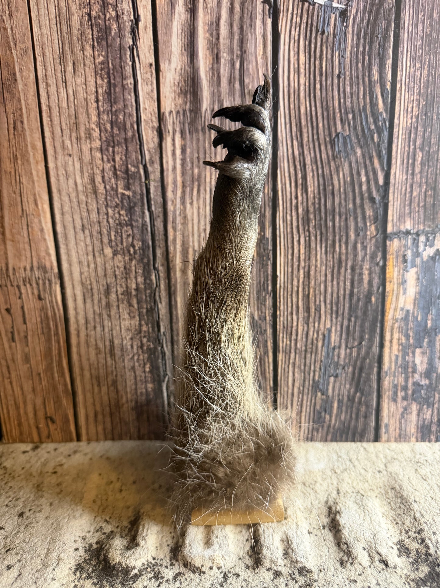 ‘The Bird’ Taxidermy Raccoon Paw