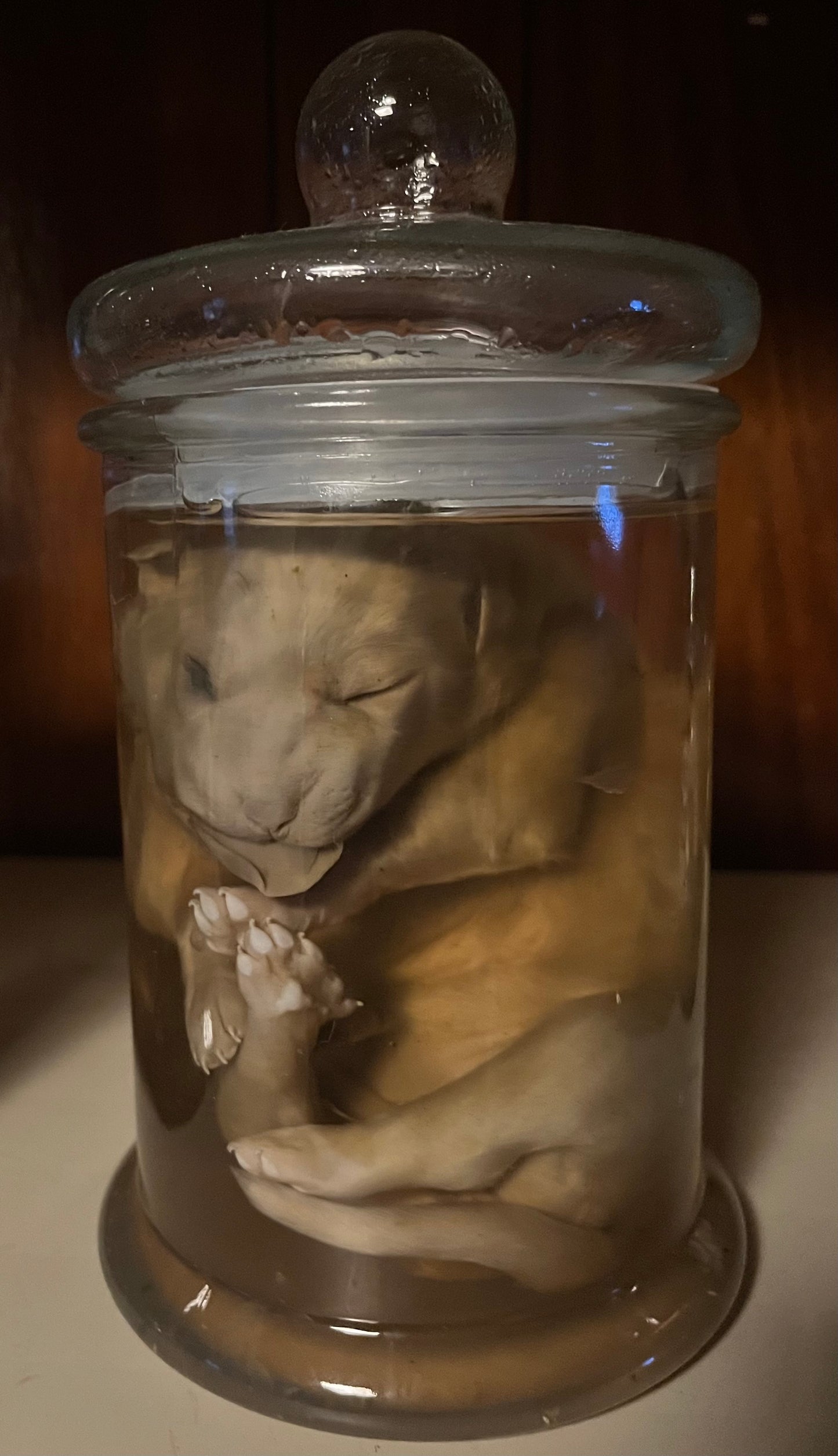 Great Pyrenees Stillborn Puppy Wet Specimen (Right)