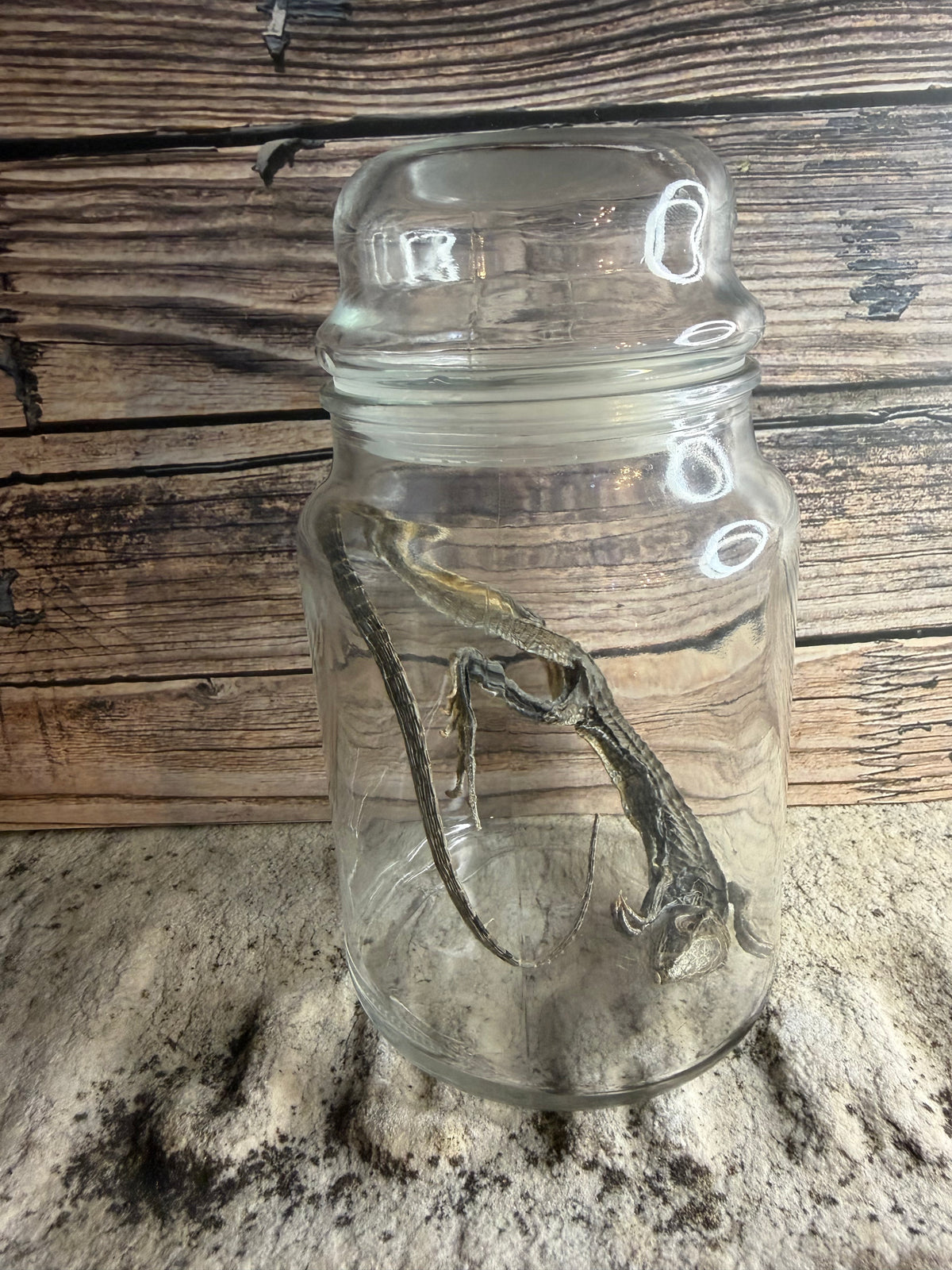 Dry Preserved Lizard