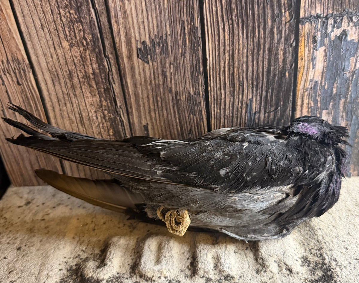 Dry Preserved Pigeon