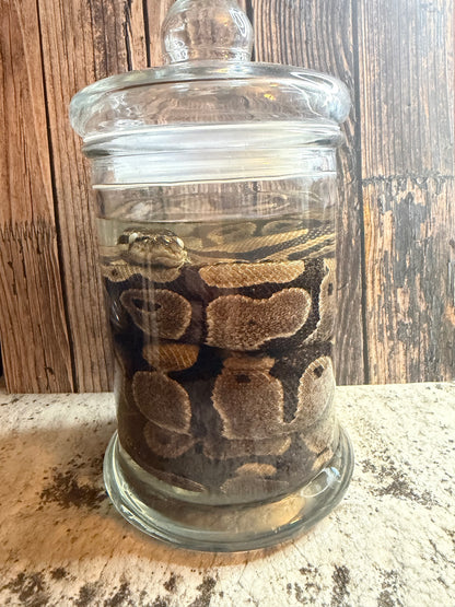 Normal Adult Ball Python Wet Specimen