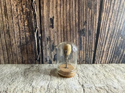 Human Tooth w/ Silver Filling Dome