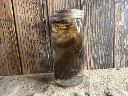 Chipmunk Wet Specimen
