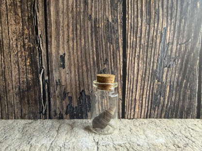 Freshwater Shell Curio Vial (Cork)