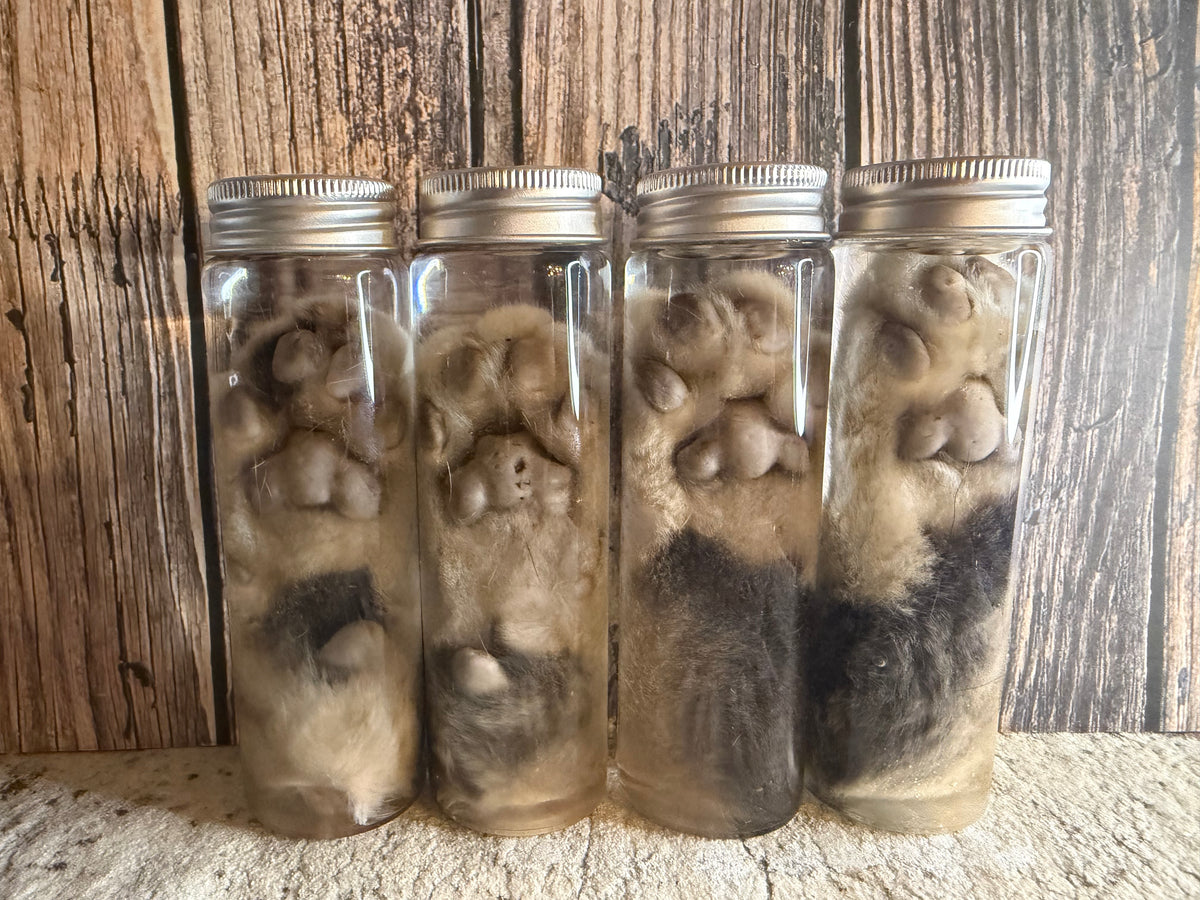 Tom Cat Paw Wet Specimen