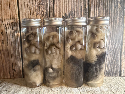 Tom Cat Paw Wet Specimen