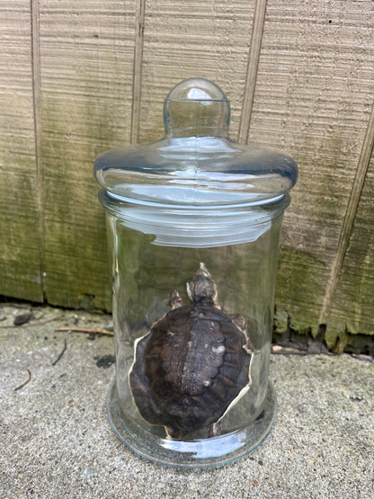 “Neglected” Mummified American Softshell Turtle