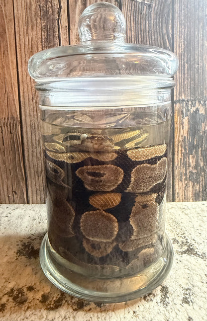 Normal Adult Ball Python Wet Specimen