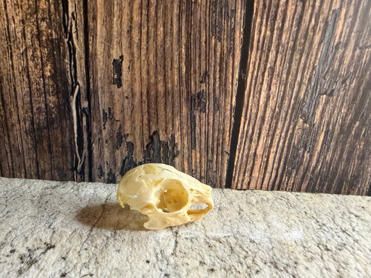 Tiny Rabbit Skull