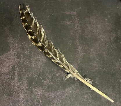 Craft Grade Wild Turkey Feather