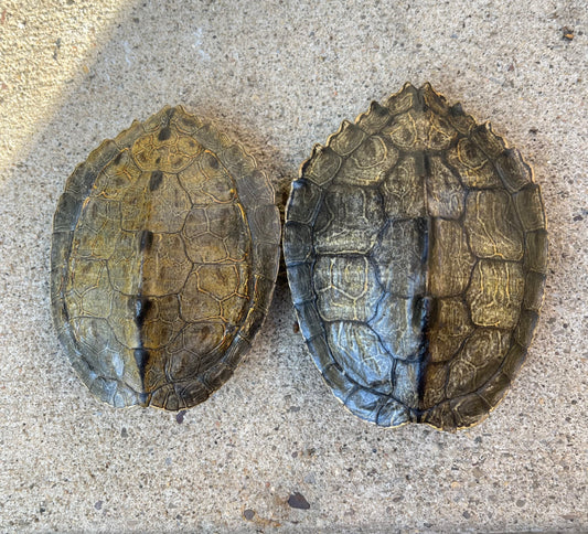 Map Turtle Shell