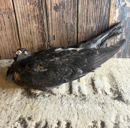 Dry Preserved Pigeon