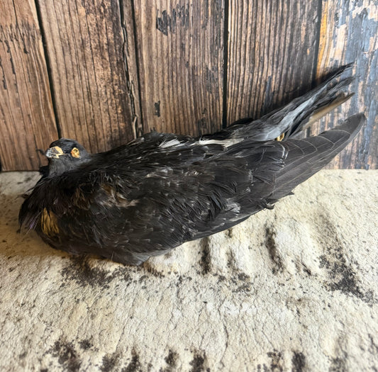 Dry Preserved Pigeon