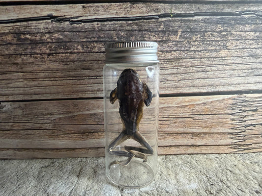 Dry Preserved Frog