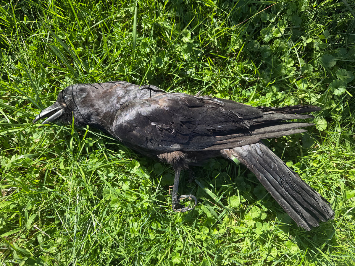 Carrion Crow Taxidermy (Unmounted)