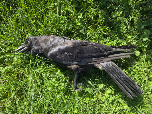 Carrion Crow Taxidermy (Unmounted)