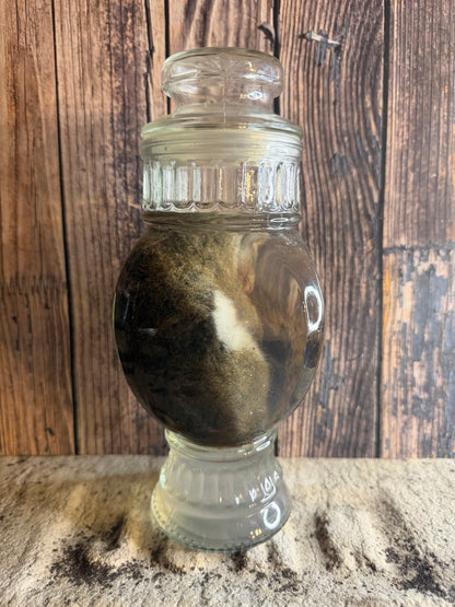 Juvenile Squirrel Wet Specimen