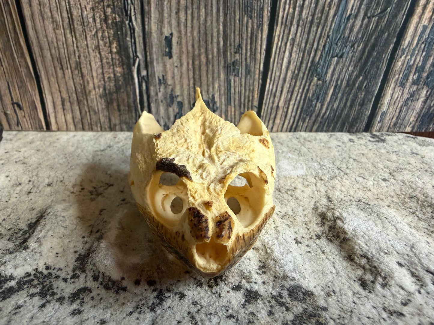 Snapping Turtle Skull (#1)