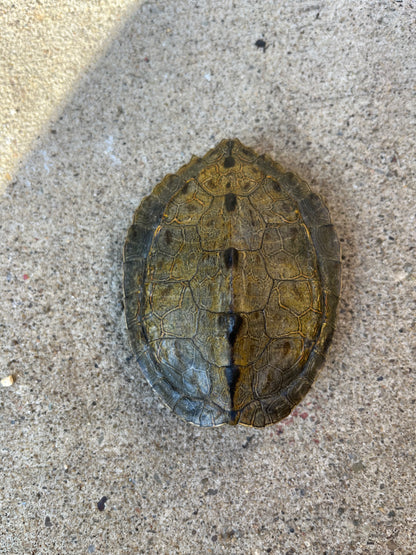 Map Turtle Shell