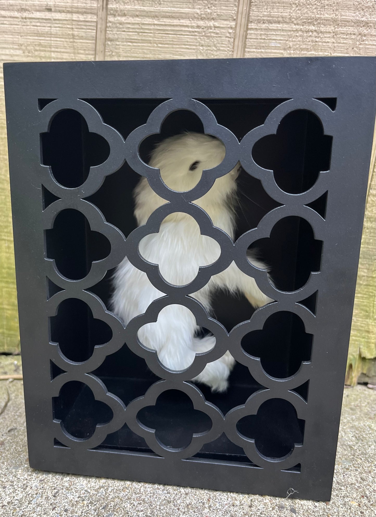 Reliquary Style Mummified Angora Bunny Display