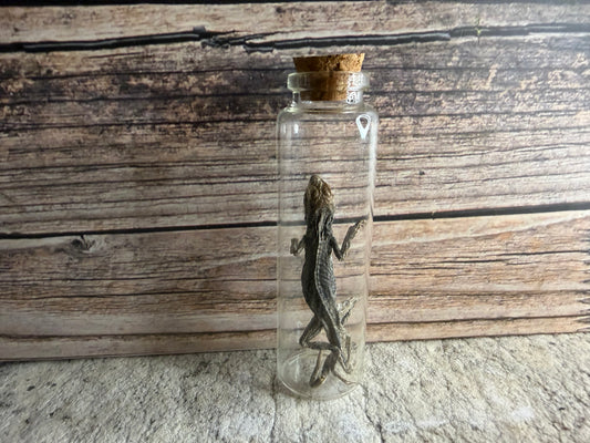 Dry Preserved Lizard