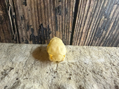Tiny Rabbit Skull