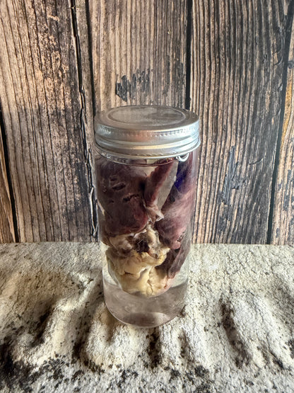 'Biblical Angel' Tom Cat Heart And Lungs Wet Specimen
