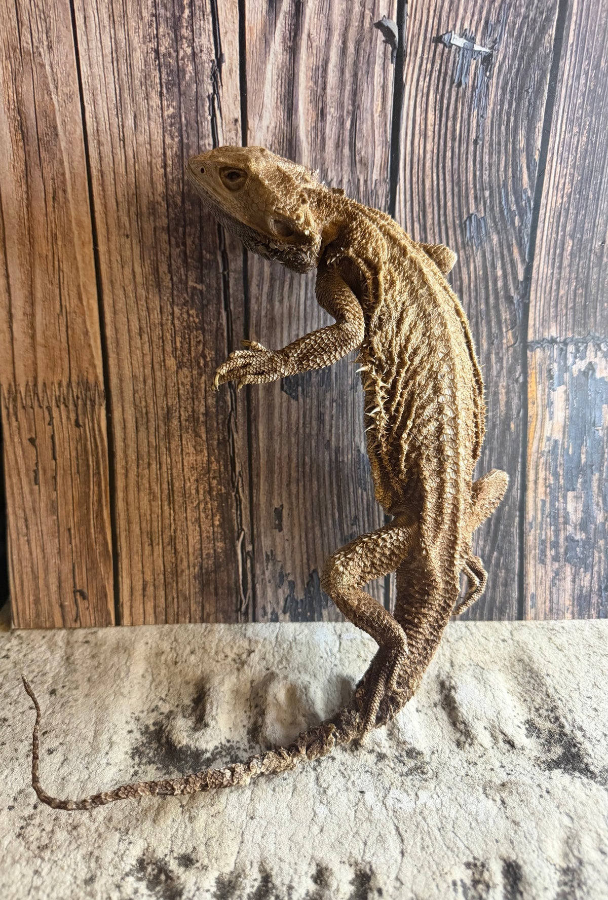 Dry Preserved Adult Bearded Dragon
