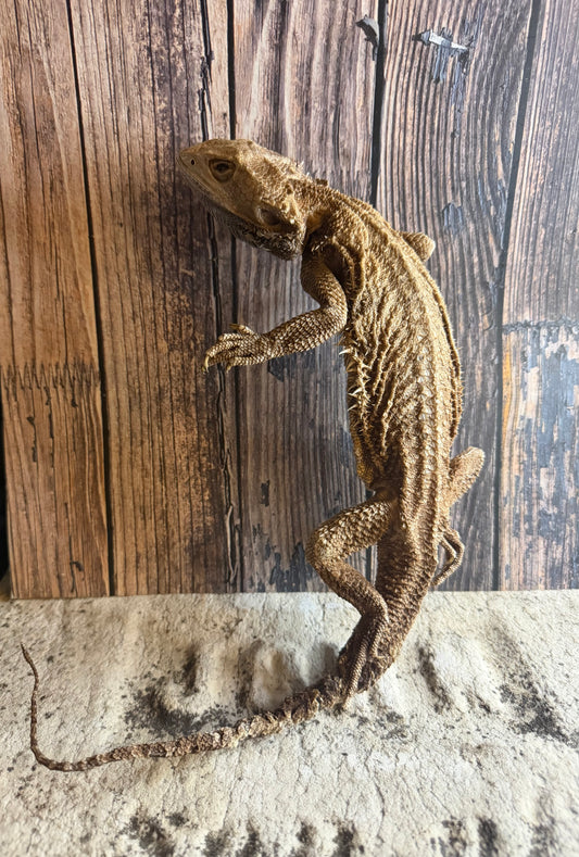 Dry Preserved Adult Bearded Dragon