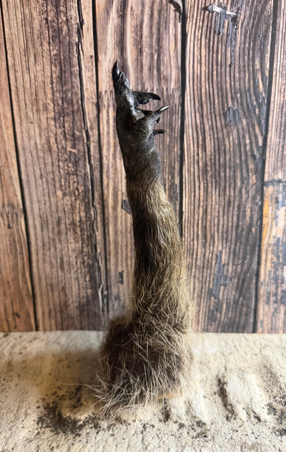 ‘The Bird’ Taxidermy Raccoon Paw
