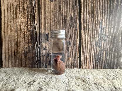 Squirrel Heart Wet Specimen