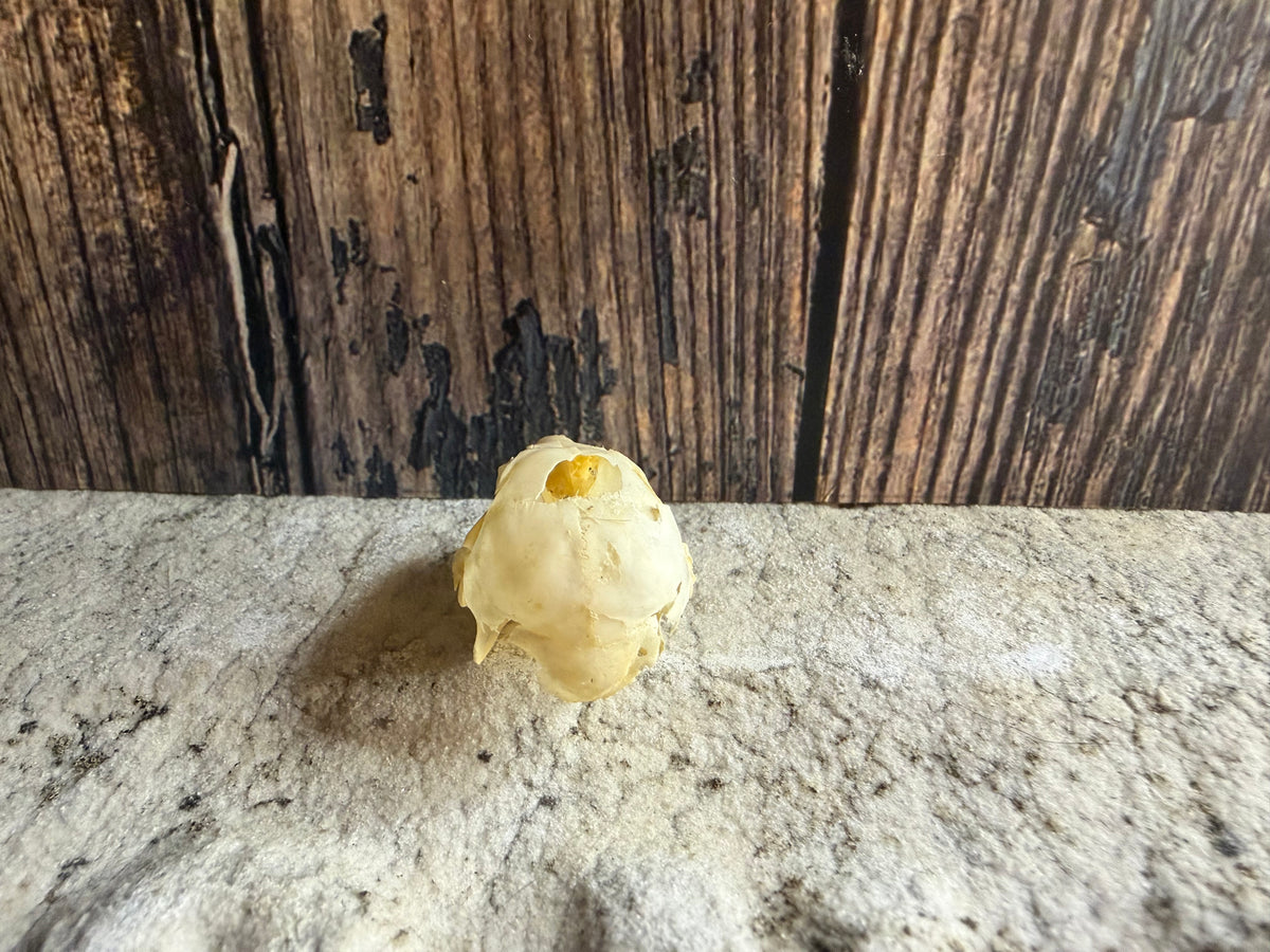 Tiny Rabbit Skull