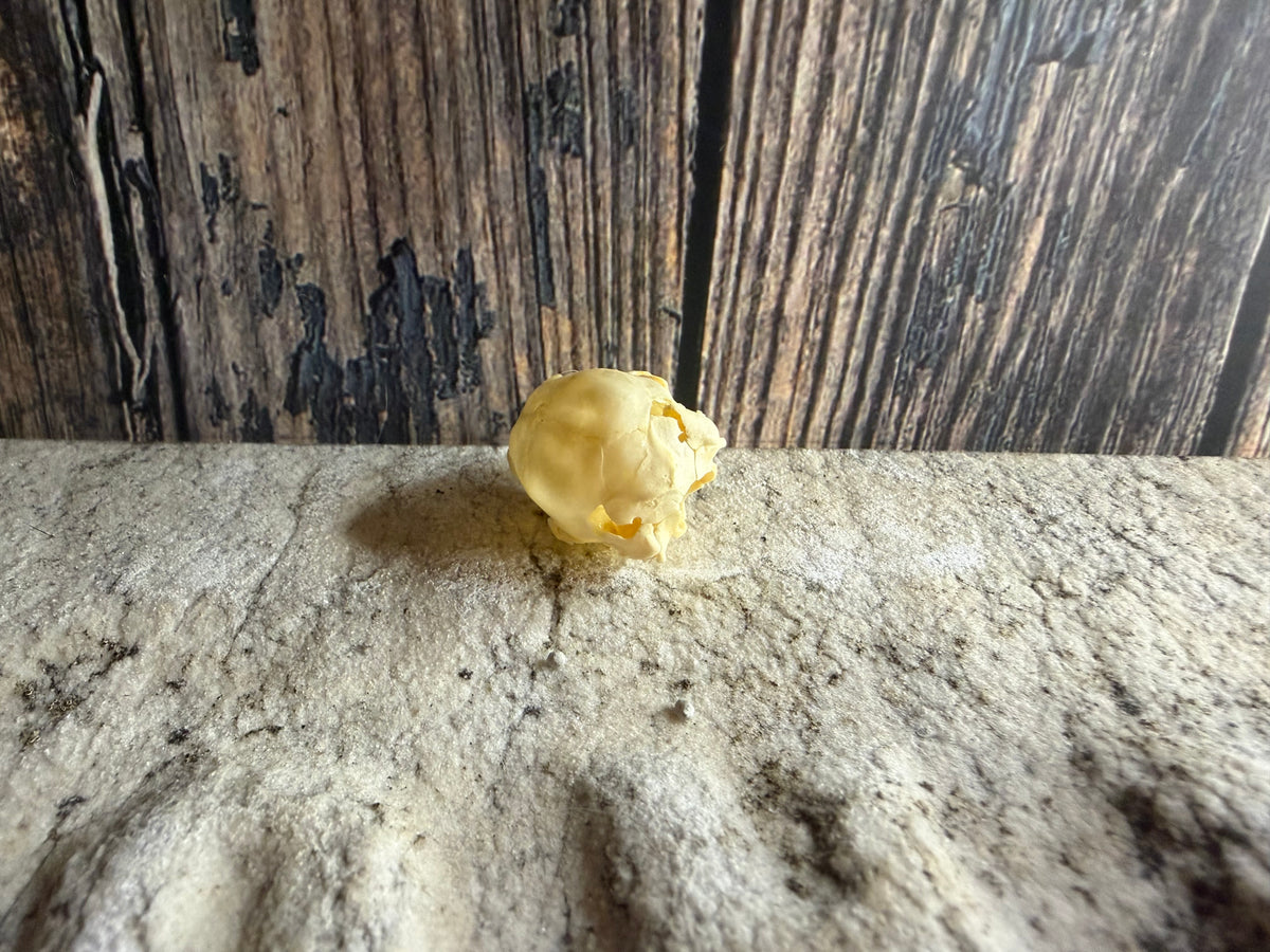 Tiny Rabbit Skull