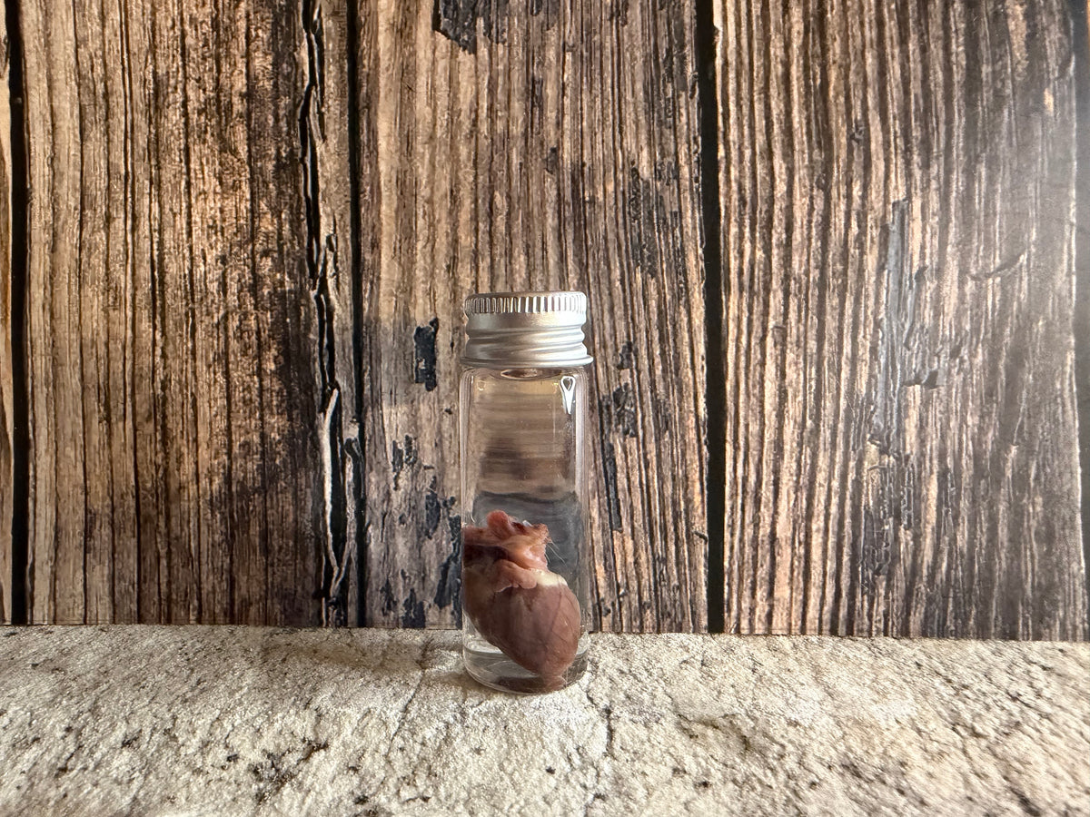Squirrel Heart Wet Specimen