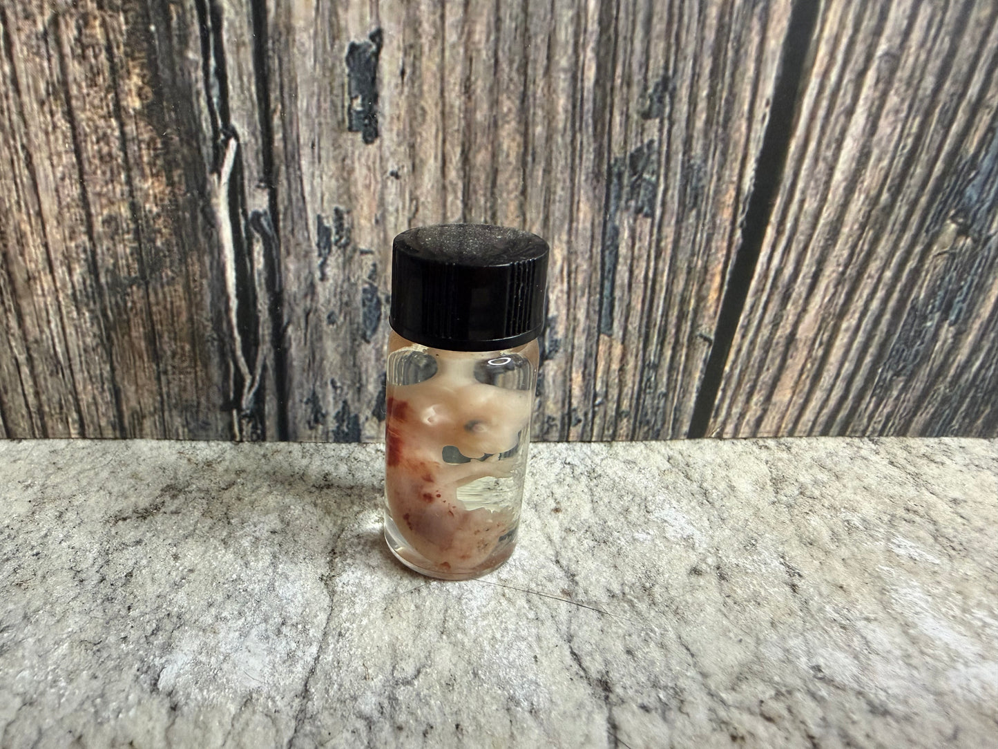 Domestic Cat Fetus Wet Specimen (25-28 Days Old) (Runt)