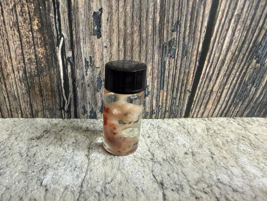 Domestic Cat Fetus Wet Specimen (25-28 Days Old) (Runt)