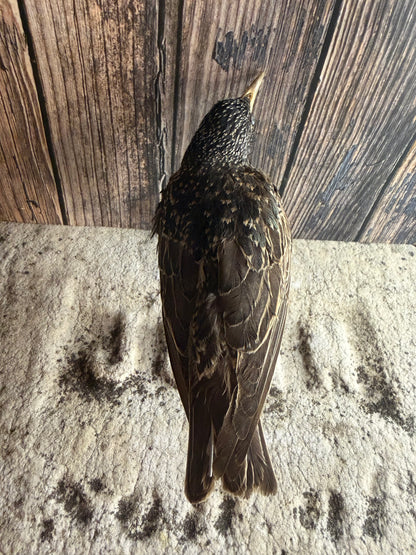 European Starling Taxidermy (Unmounted)