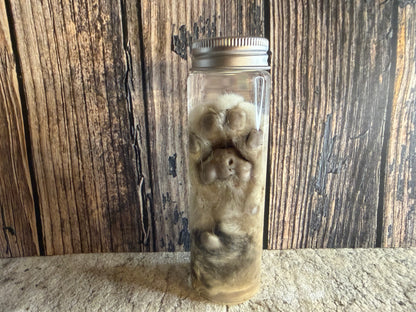 Tom Cat Paw Wet Specimen