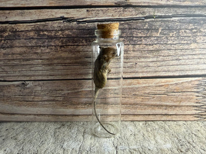 Dry Preserved Field Mouse