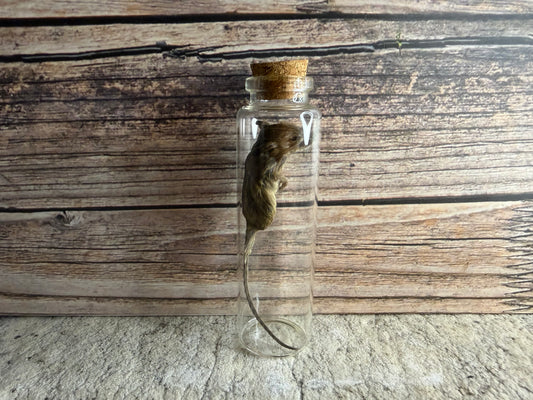 Dry Preserved Field Mouse