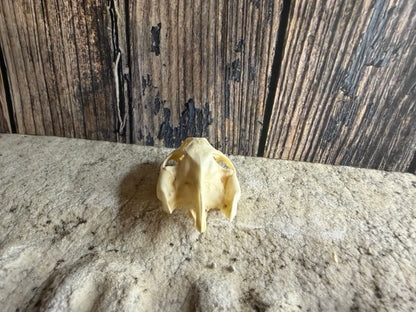 Turtle Skull (Lg.)
