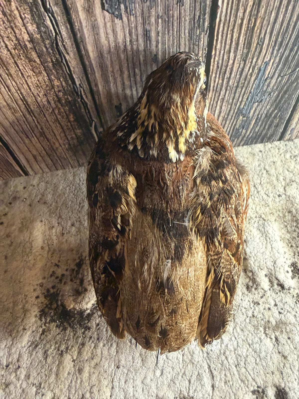 Bobwhite Quail Taxidermy (Unmounted)