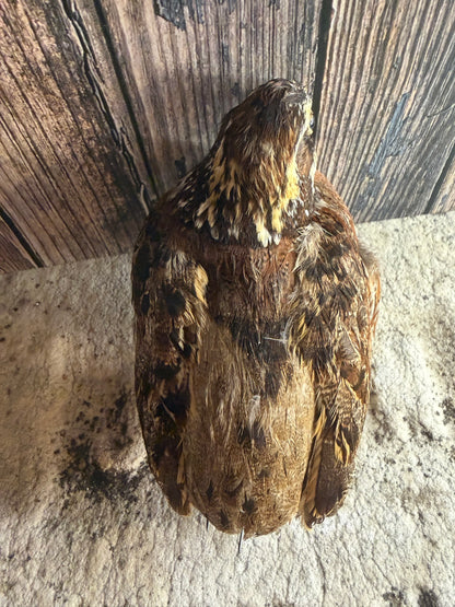 Bobwhite Quail Taxidermy (Unmounted)