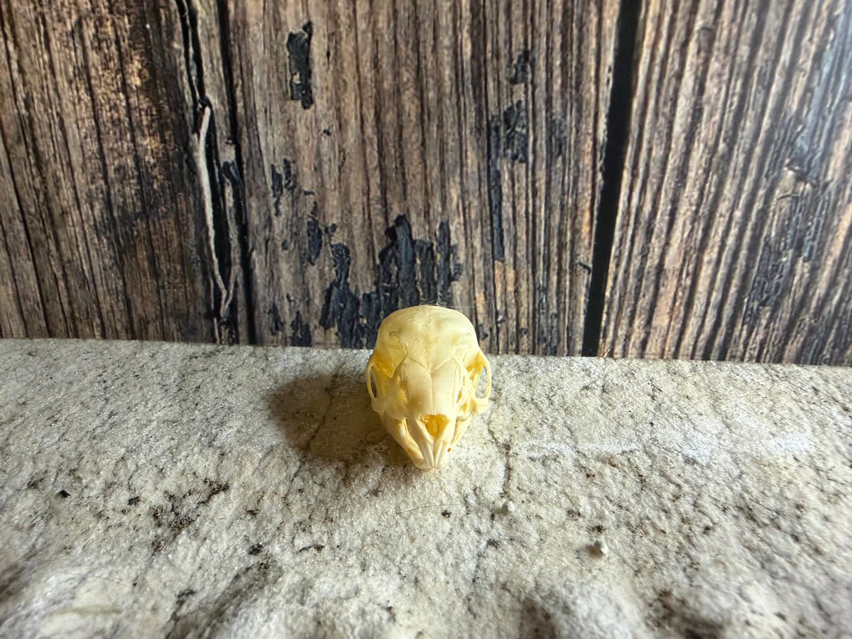 Tiny Rabbit Skull