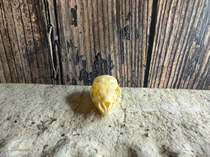 Tiny Rabbit Skull